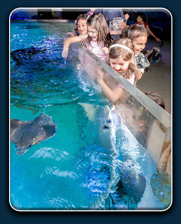 Austin Aquarium Stingray Camp