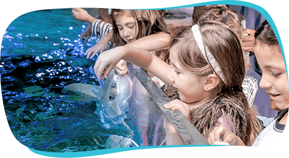 Top Ten Fun Things to do Austin Aquarium Texas Fee Touch Sharks Stingrays