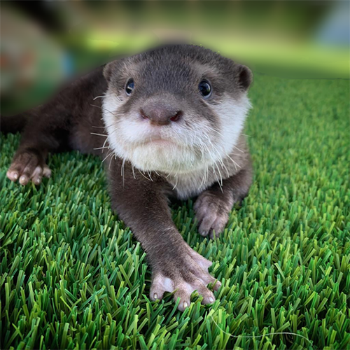 Austin Aquarium Otter Encounter